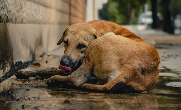 España unificará el registro de animales de compañía