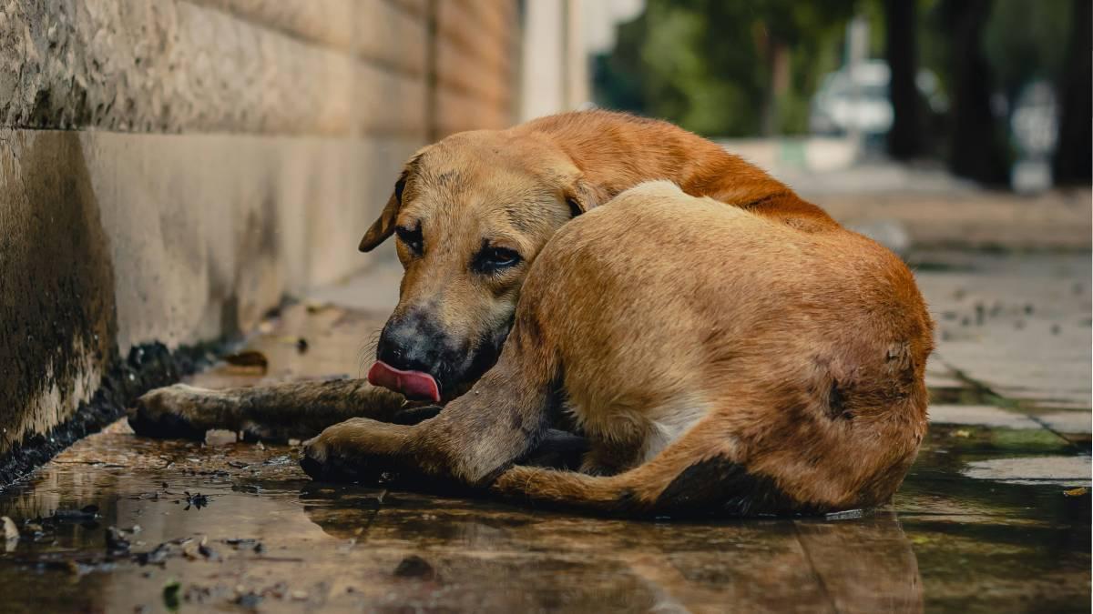 España unificará el registro de animales de compañía