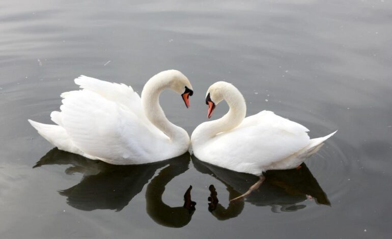 COMPORTAMIENTO AVES | ¿Por qué algunas aves eligen ‘divorciarse’ y otras son fieles a su pareja de por vida?