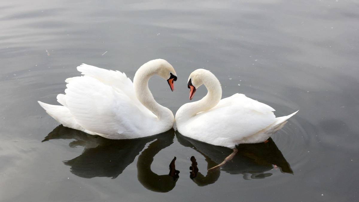 COMPORTAMIENTO AVES | ¿Por qué algunas aves eligen ‘divorciarse’ y otras son fieles a su pareja de por vida?