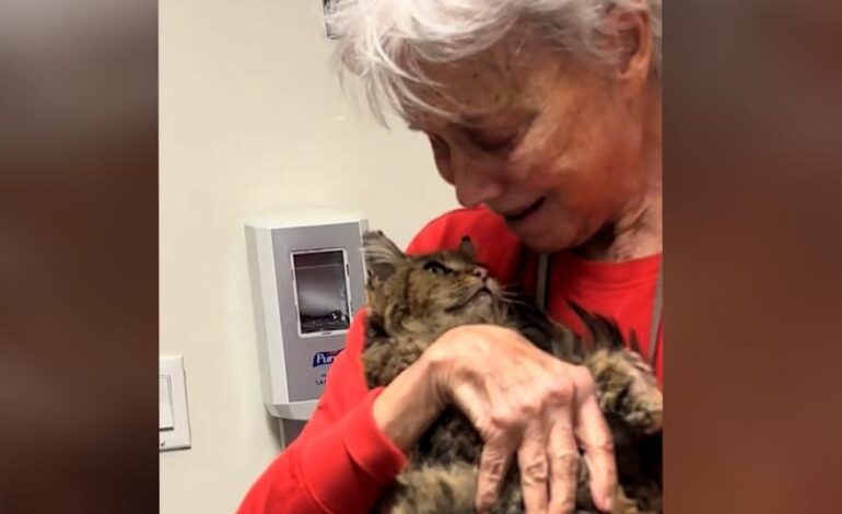 GATO INCENDIO LOS ÁNGELES | El emotivo reencuentro de una mujer y su gato tras los incendios de Los Ángeles