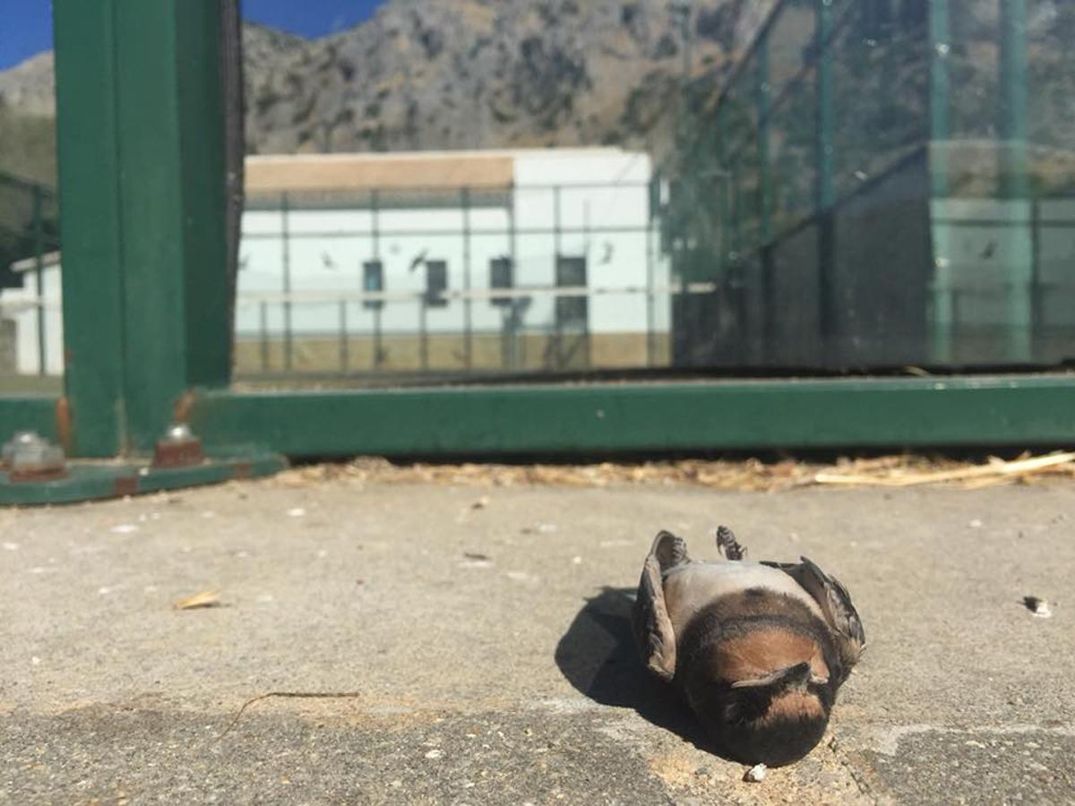 Golondrina juvenil muestra al chocar cobtra la mampara de una pista de pádel en Andalucía.