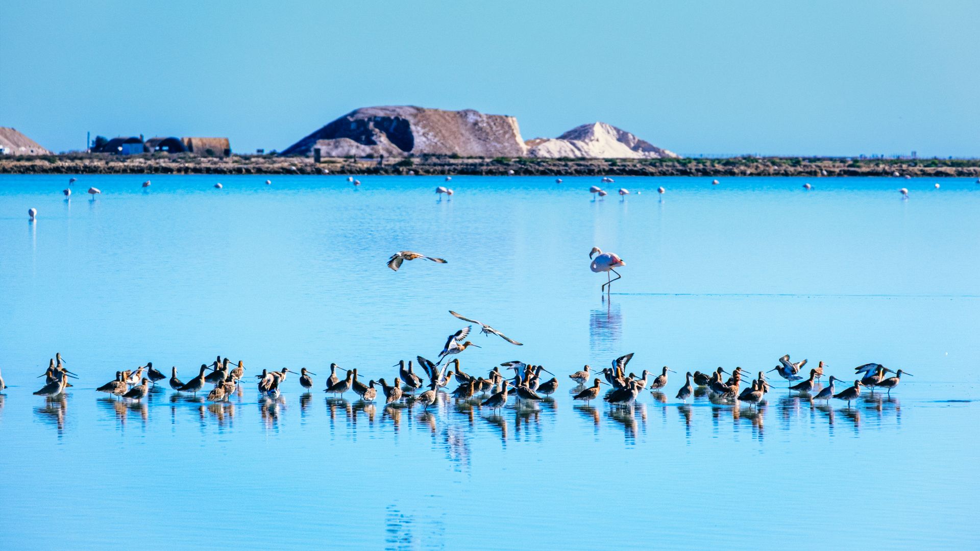 Aves en el Delta Ebro