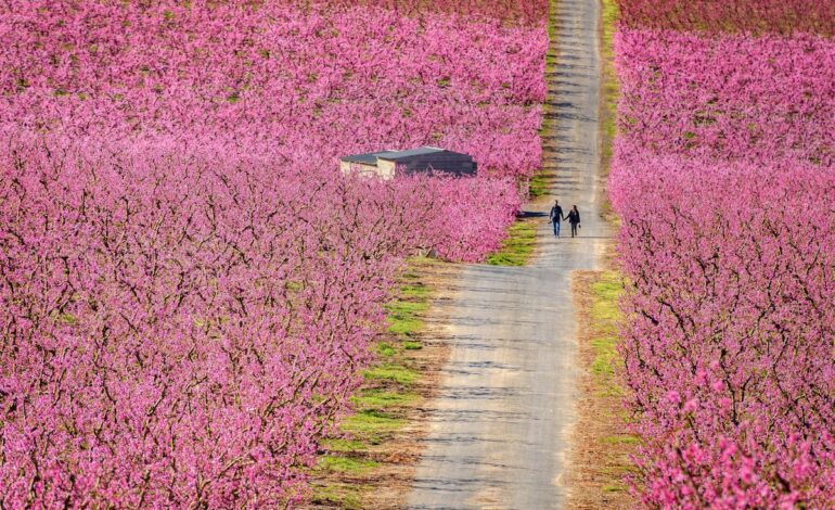 Los destinos de España para disfrutar de su floración y atraer un turismo respetuoso | El Viajero