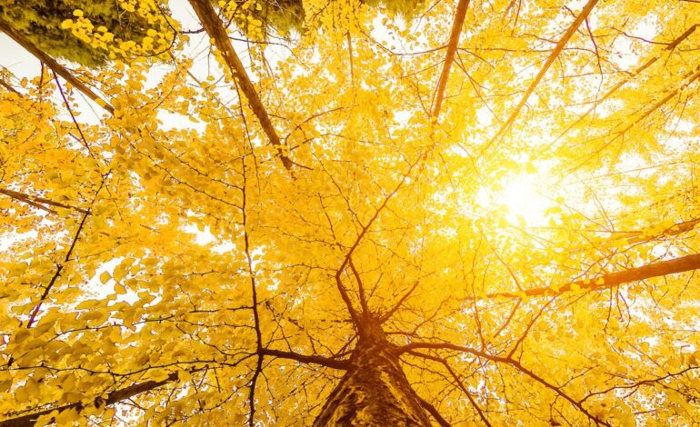 Los 10 mejores destinos de turismo arbóreo: de los bosques de ginkgos en Xi’an a los cerezos en flor de Jerte | Lonely | El Viajero