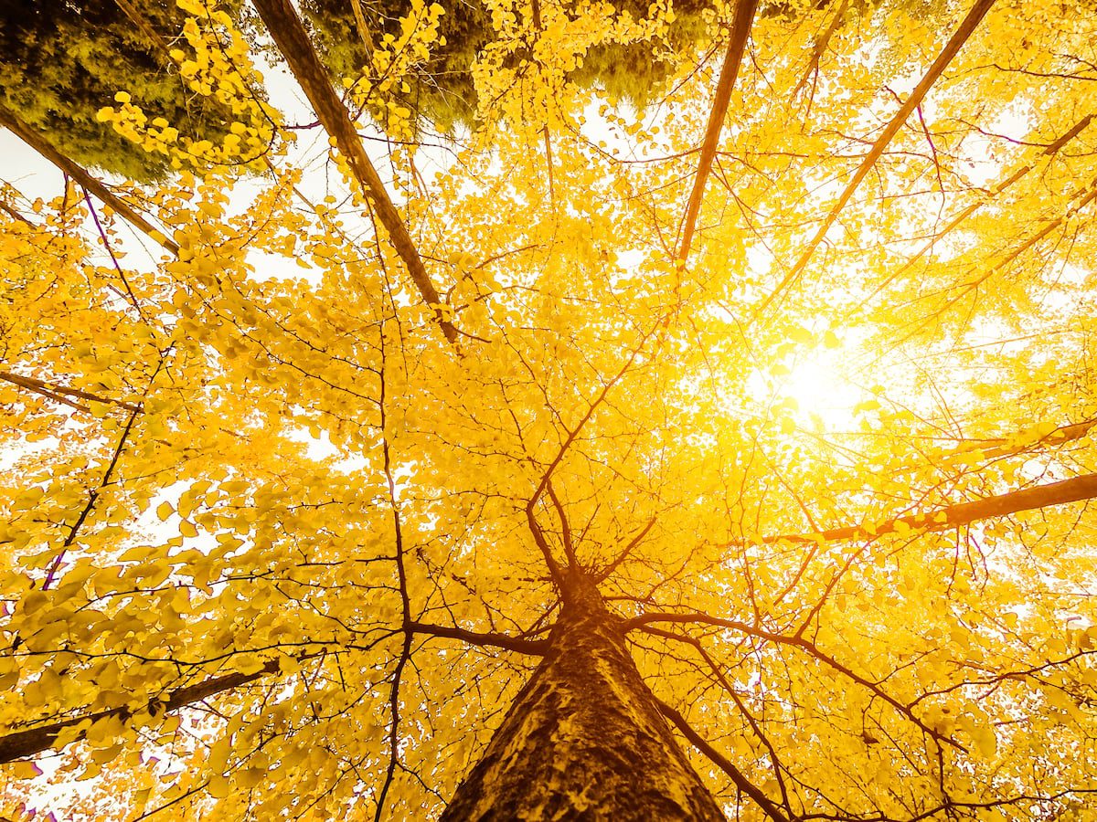 Los 10 mejores destinos de turismo arbóreo: de los bosques de ginkgos en Xi’an a los cerezos en flor de Jerte | Lonely | El Viajero