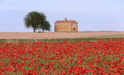 Campo de amapola en Zamora.