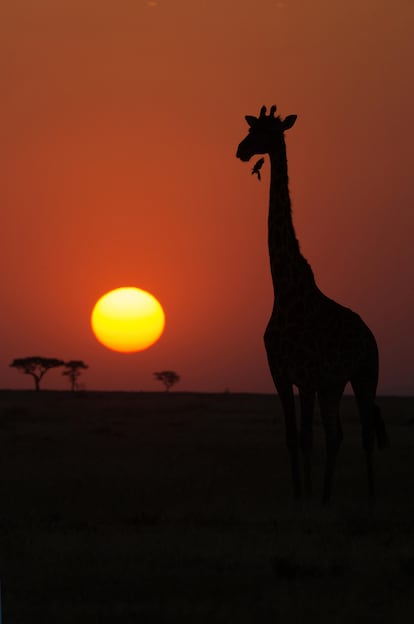 La puesta de sol cayendo sobre la sabana de Tanzania.