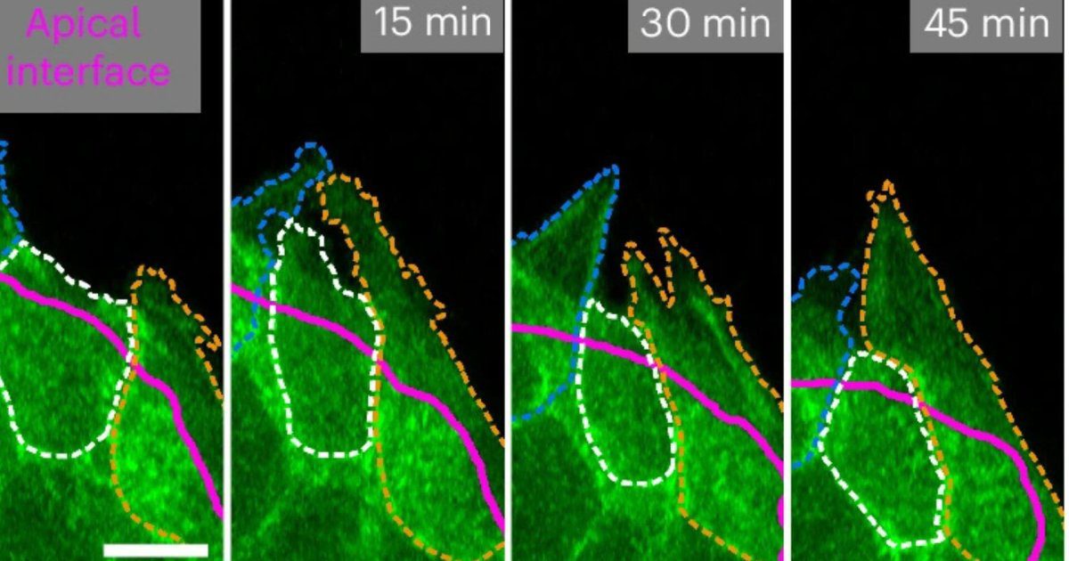 El hallazgo que cambia la biología celular: la fuerza mecánica decide la supervivencia de las células