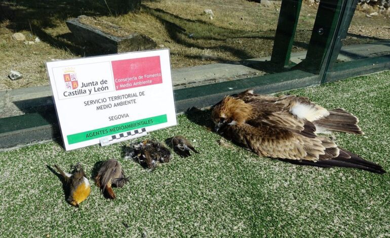 Pistas de pádel, trampas mortales para los pájaros