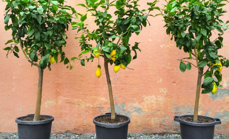 Los 6 mejores árboles para maceta que crecerán de maravilla en tu terraza o balcón