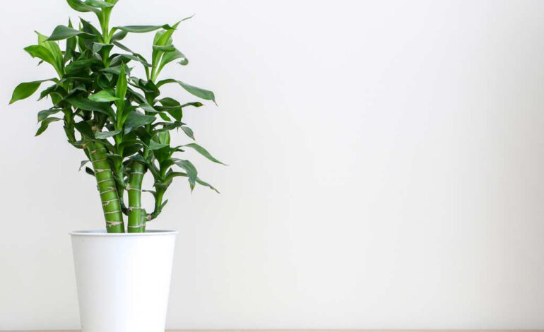 cómo cuidar la planta más decorativa y minimalista del feng shui