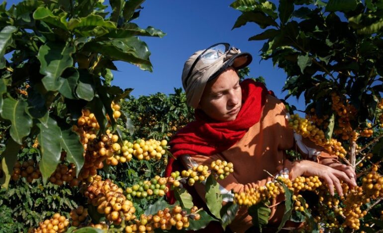 El calor anormal que encarece el café de Brasil en todo el mundo