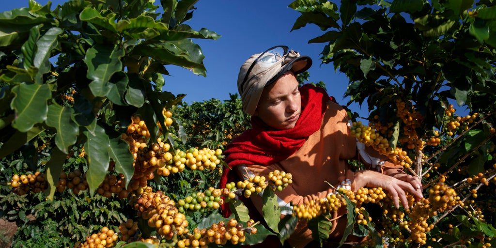 El calor anormal que encarece el café de Brasil en todo el mundo