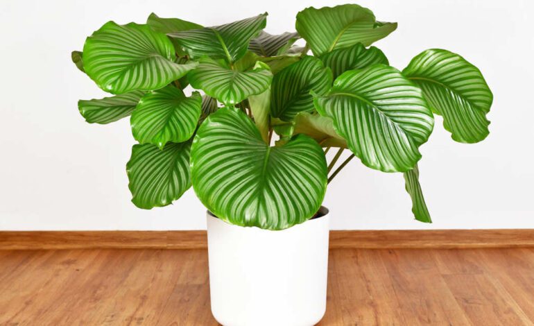 Cómo cuidar la Calathea orbifolia, la planta de interior con las hojas más bonitas