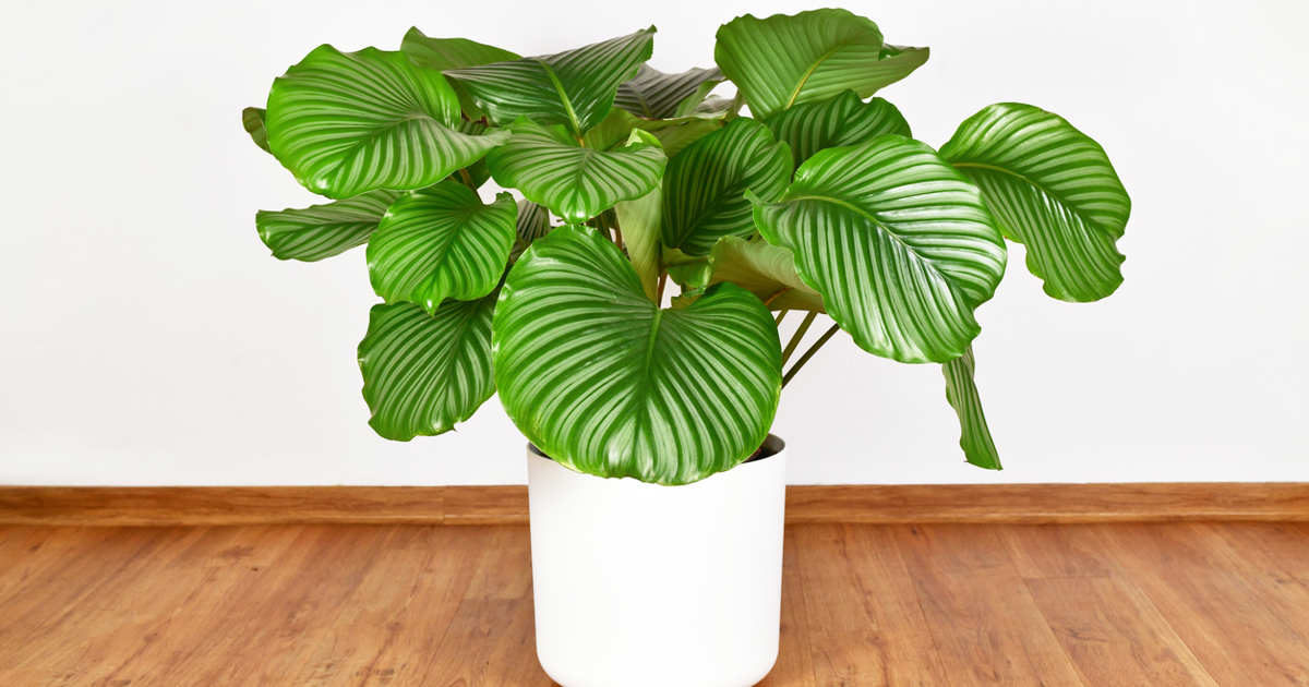 Cómo cuidar la Calathea orbifolia, la planta de interior con las hojas más bonitas