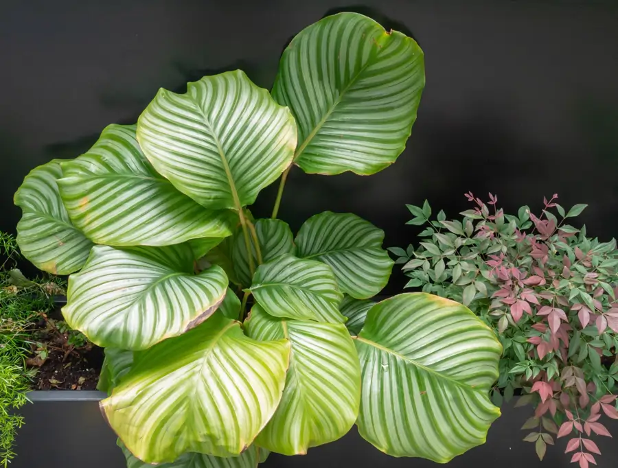 Calathea orbifolia