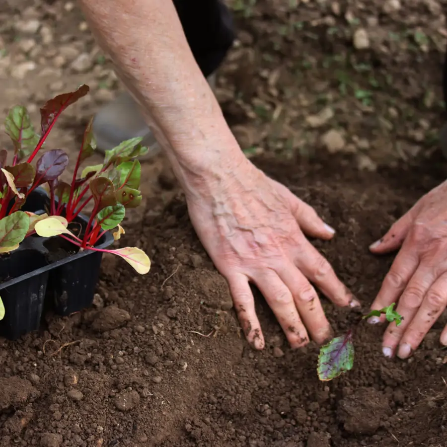 Cultivar el bette en carde