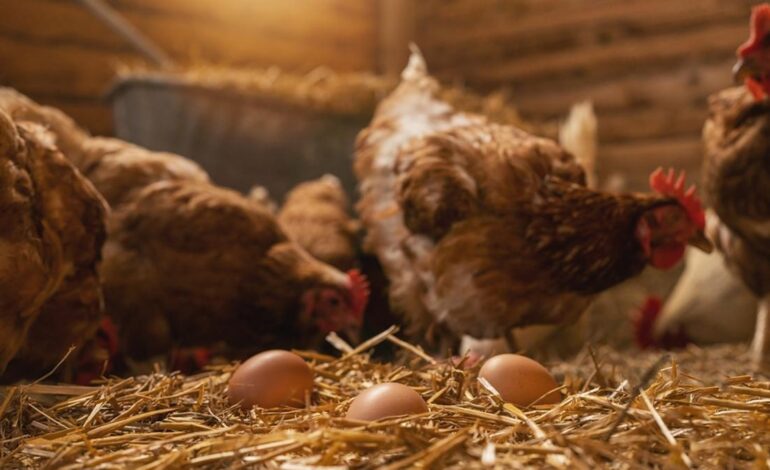 Alquilar una gallina, una moda en auge en Estados Unidos ante los cambios en el precio de los huevos