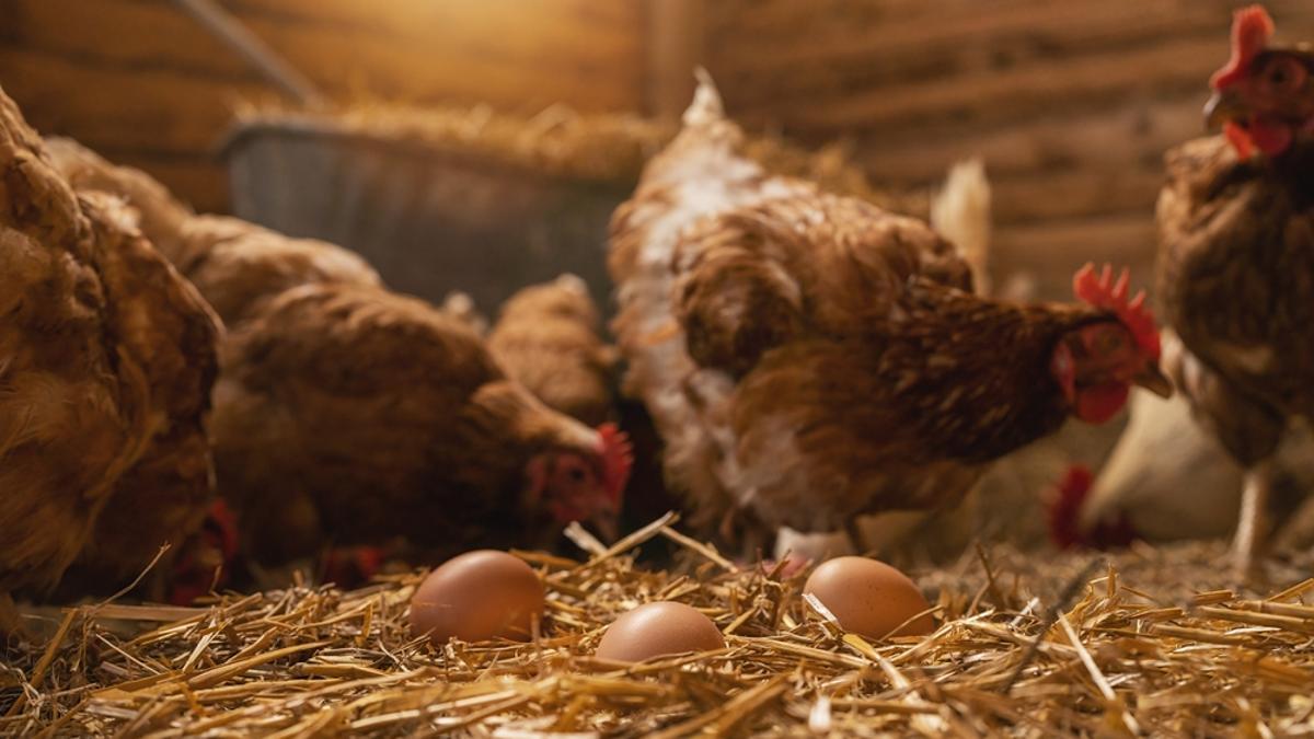 Alquilar una gallina, una moda en auge en Estados Unidos ante los cambios en el precio de los huevos