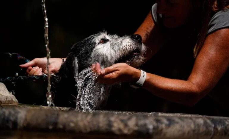 Un programa acoge a los animales de mujeres que huyen de la violencia de género