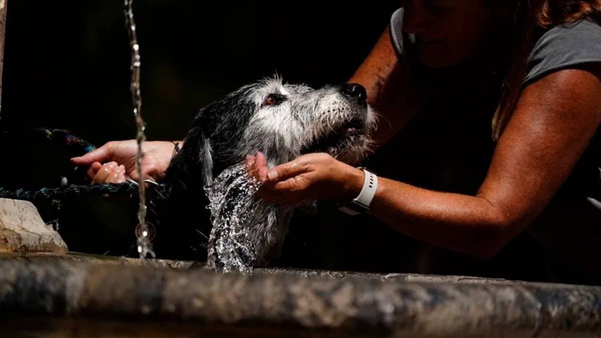 Un programa acoge a los animales de mujeres que huyen de la violencia de género