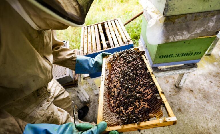 Cangas del Narcea reúne este sábado a apicultores de toda Asturias para hablar sobre la avispa asiática, la varroa y el potencial de la miel