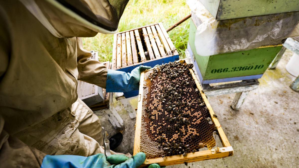 Cangas del Narcea reúne este sábado a apicultores de toda Asturias para hablar sobre la avispa asiática, la varroa y el potencial de la miel