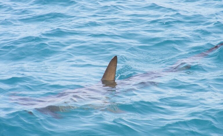 Un surfista muere tras un ataque de un tiburón en Australia