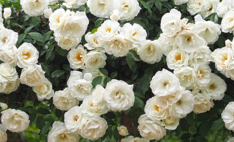 Esta bonita trepadora fácil de cuidar echa flores blancas durante muchos meses y crece rapidísimo