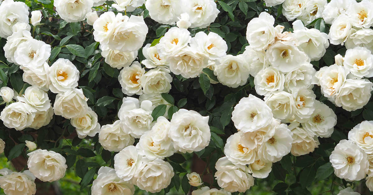 Esta bonita trepadora fácil de cuidar echa flores blancas durante muchos meses y crece rapidísimo