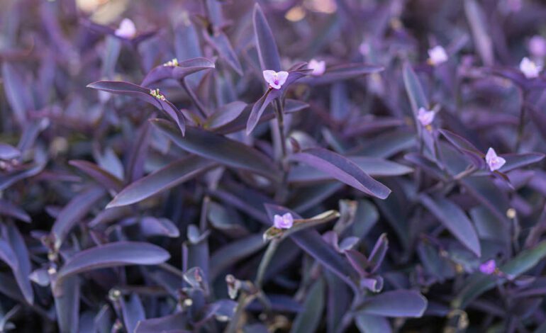 La planta de hojas moradas que lo resiste todo y estalla en diminutas flores que alegran cualquier rincón