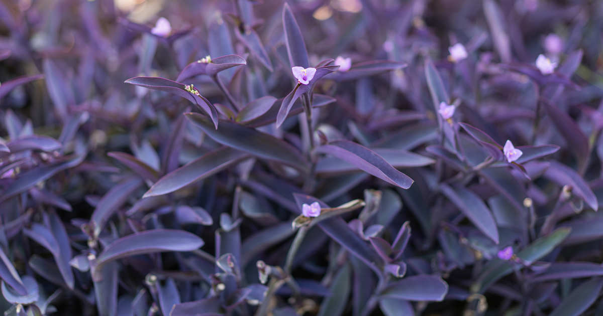 La planta de hojas moradas que lo resiste todo y estalla en diminutas flores que alegran cualquier rincón