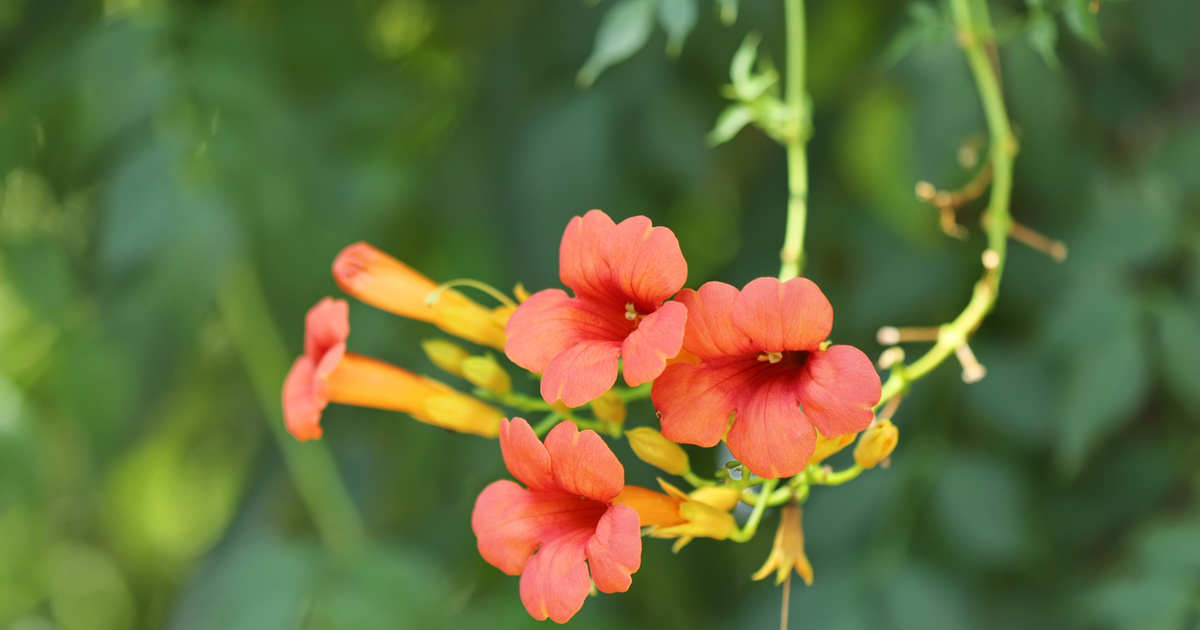 así es la planta trepadora que llenará tu jardín de color esta primavera