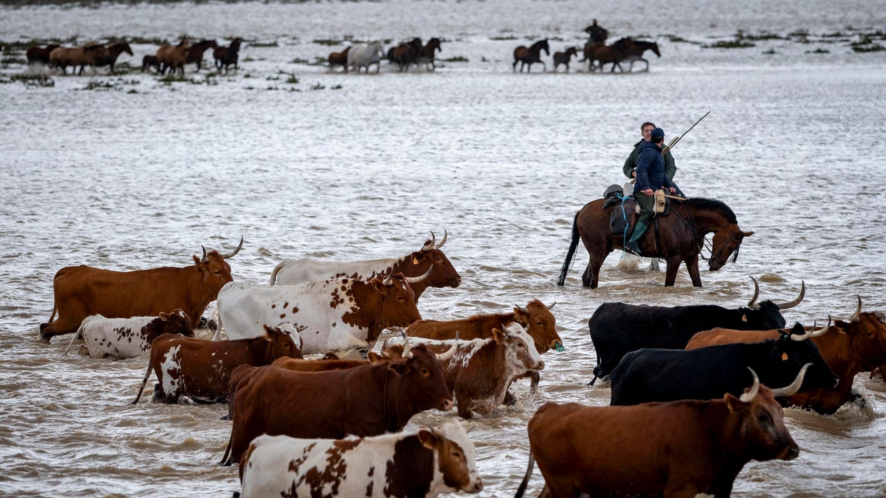 La complicada operación de trasladar a más de 600 cabezas de ganado en Doñana por el temporal