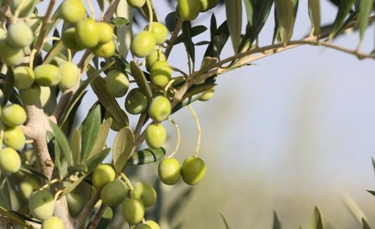 El precio del aceite cae un 50% y traslada la crisis del supermercado al campo