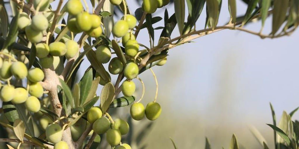 El precio del aceite cae un 50% y traslada la crisis del supermercado al campo