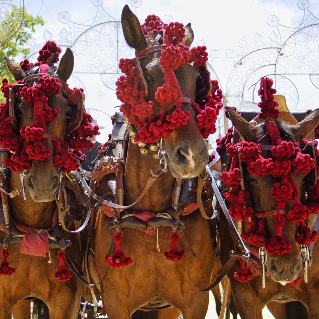 La feria de caballos de Jerez, Cádiz