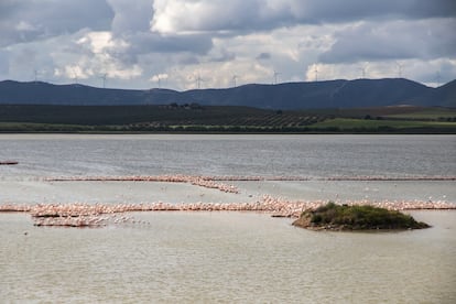 Una colonia flamenco en la Laguna Fuente en piedra.