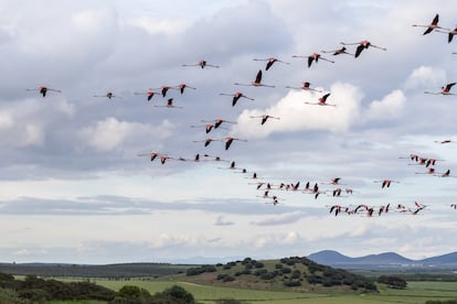 Se estima que este verano elevará alrededor de 20,000 parejas de flamenco en la Laguna de Fuente Piedra.