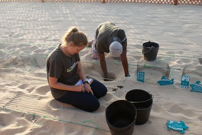 Proyecto de cuidado de tortugas bobas en Cabo Verde.