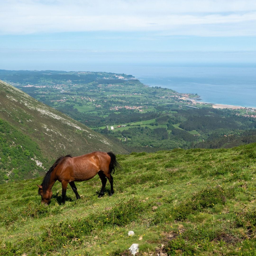 Caballo en el punto de vista de Sueve, Asturias