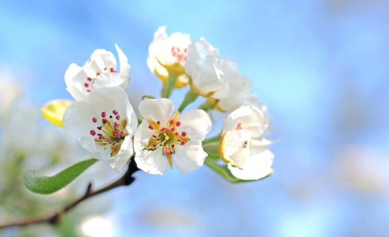 Los mejores lugares para recibir la primavera en España