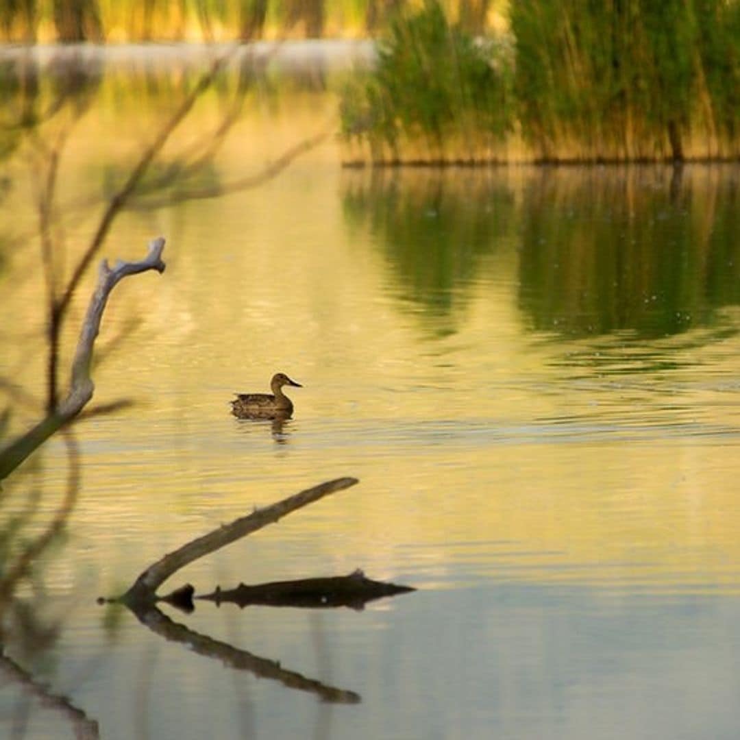Padul Lagoon, Granada