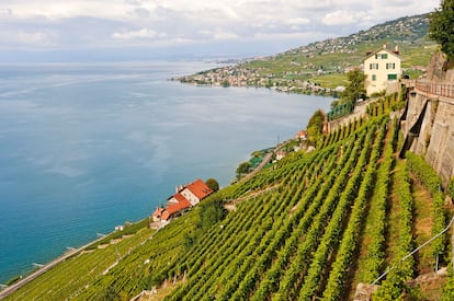 Lavaux Wine Trasass Landscape al lado del lago, herencia de la UNESCO.