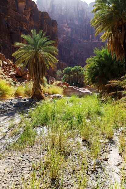Wadi Disah (también conocido como Wadi Qaraqir), en la región de Tabuk.