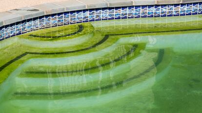 Limpie el agua verde de la piscina con un limpiador químico disuelto en agua.