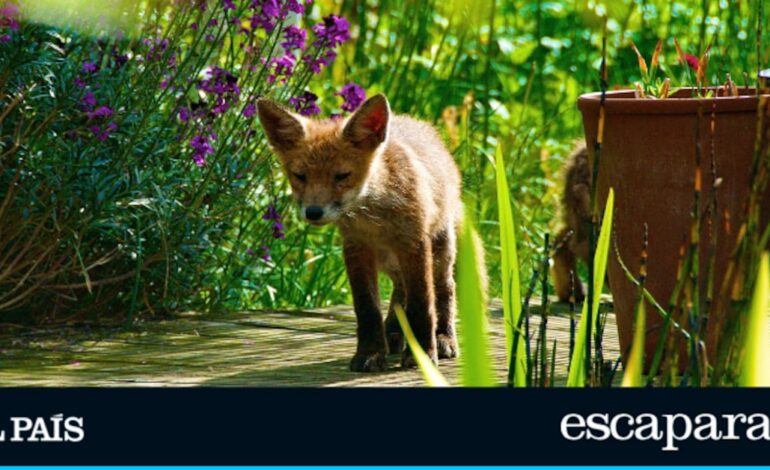 El ahuyentador de animales 5 estrellas que funciona por ultrasonidos y es ecológico | Estilo de vida | Escaparate