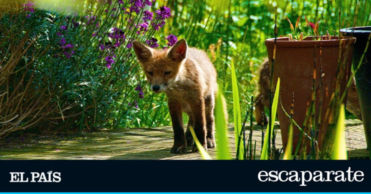 El ahuyentador de animales 5 estrellas que funciona por ultrasonidos y es ecológico | Estilo de vida | Escaparate