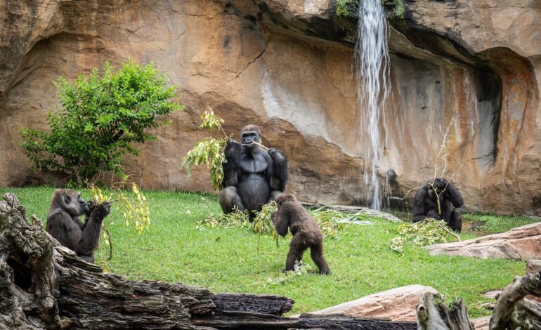Centinelas contra la extinción de las especies: los bioparques que hay que visitar | El Viajero